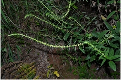Pouzolzia wightii